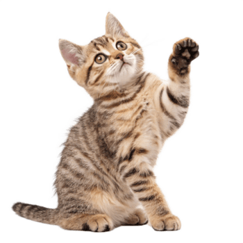 Kitten